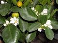 Mandarin orange